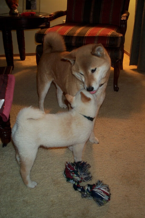 开云真人娱乐官网-塞内加尔马术协会出版“Lamb”历史专著，记录赛事发展历程。，塞内加尔 马内